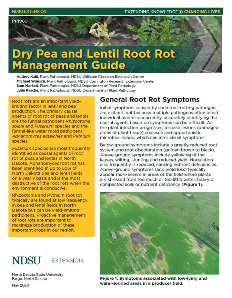 Dry Pea and Lentil Root Rot Management Guide